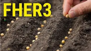 FHER3 - ME AVISEM QUANDO FOR A HORA! AQUI AN&Aacute;LISE T&Eacute;CNICA DAS A&Ccedil;&Otilde;ES DE FERTILIZANTES HERINGER