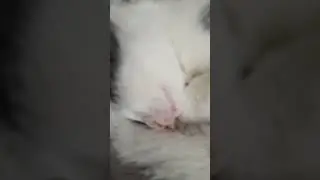 это кокосик ♥️😚