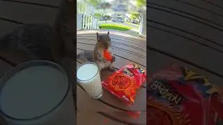 squirrel funny moment #shorts
