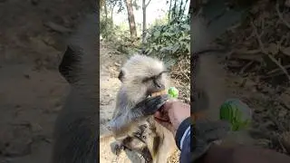 Maa Langur Aur Uska Baby 🥹❤️ | Cute Family Moment #Shorts #LangurBaby #MotherLove