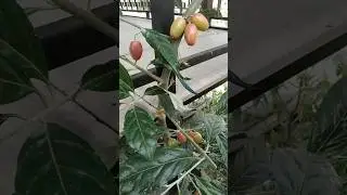 seasonal fruits of Manipur 🍒 // #fruit #farming #youtubeshorts #gardening #india #manipur