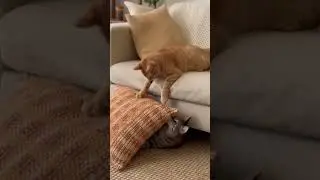 Kittens playing with cushions for no reason