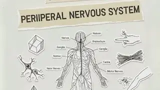 Class 10 PNS Explained | Peripheral Nervous System, Nerves & Neurons | NCERT Control & Coordination