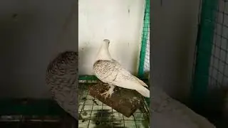 Sentient pigeon ||Oriental frill classic || #mpexoticpigeon#shorts#viral#video#trending#ytshorts