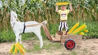 So Smart! Cutis Takes Goat Harvest Corn Boiled Sell...