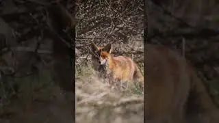 Somebody watching me! 👀#fox #foxy #wildlife  #animals  #discover #lithuania #video #foxs #watching