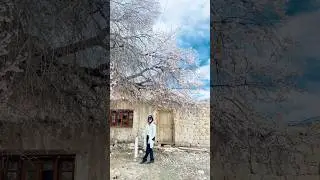 Apricot blooms to yak herd to a lake at 1507 ft  #tsomoririlake #ladakh#shorts#travel#shortsvideo