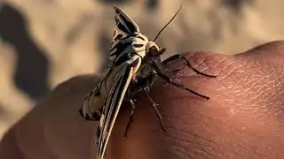 Virgin Tiger Moth (Grammia virgo) - Insect Rescue