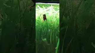 Lake Oku Clawed Frog🐸