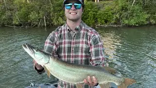 Back to Back River Muskies: A Three Fish Day