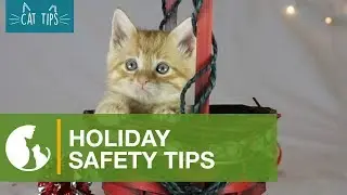 Cat Tips Home - Holiday Safety