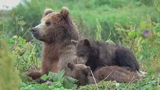 Only 30 Left? The Gobi Bear&rsquo;s Fight to Survive
