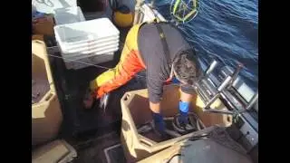 Baitbox - Catching Sustainable Mackerel Sea Bait