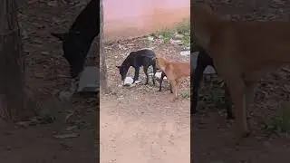 dog family fight part -1