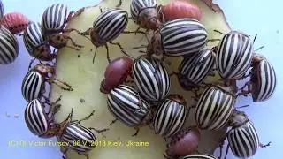 Colorado Beetles Leptinotarsa decemlineata (Chrysomelidae) in Ukraine. Story of Entomologist.