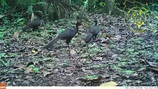 CJC PNT Crested guan (Penelope purpurascens) 2020