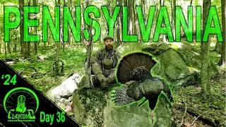 The most REWARDING hunt of my season - MOUNTAIN GOBBLER comes in LOOKING!