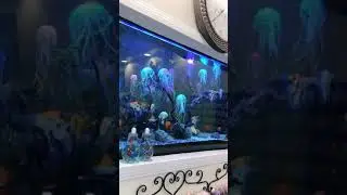 Discus fish for sale