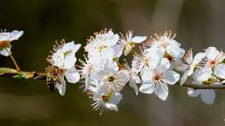 Robots Replacing Bees? The Future of Food