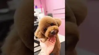 🐶 Those little details make all the difference ✂️#kanisgrooming #petlovers #grooming  #groomerlife