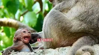 Baby monkey Milo each time request mom milk must cry so hard first - Baby get suffering every day