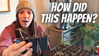 A Pest I Never Expected to Damage My Plant Starts