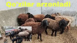Jizzah v Do'stlik tumani qo'y bozori