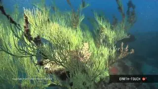 Earth's fastest sharks & a reef revealed