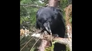 Raven Lamar has bush trimming skills with that beak!
