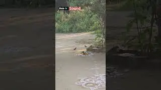 Nature Sound #naturelovers #naturesounds #shorts #ytshorts