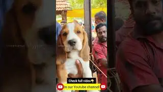 Cheapest DOG KENNEL | Trichy | ALL BREEDS | Ponmalai santhai #weekendvlogger #dogkennel #shorts