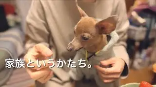 50代、未婚、子無し。でも愛してくれる子鹿犬がいるから笑顔になれる夜【ミニピン／元保護犬】