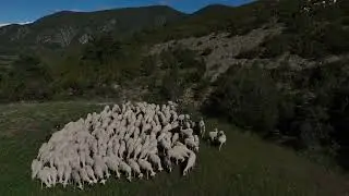 TRASHUMANCIA A BELSUE. Hermanos Santolaria de Alerre. 2023.