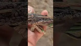 Wiring Short Circuit #shorts