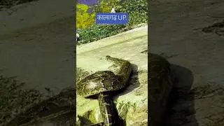 kalagarh Dam.#kalagarh #jimcorbett #kalagarhtigerreserve #shortsfeed #video