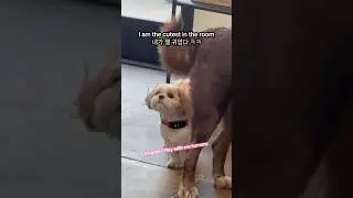 funny moment #animals #funny #explore #vlog #cute #dog #dogs #puppy #human #play #강아지 #일상 #브이로그