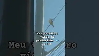 @Pexe_Frit0446#foryou #fazol #roblox #fy #naturaldisaster #viral