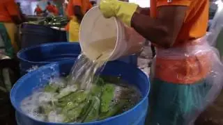Forever Living Processing Aloe Vera Plantation Tour