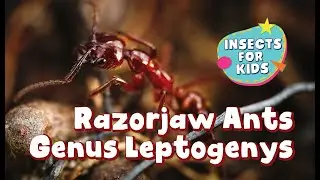 Razorjaw Ants Genus Leptogenys found in Borneo Rainforest