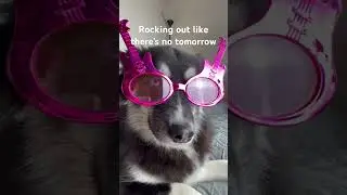 Nothing else matters! #dogsofyoutubeshorts #pomsky #pomskydog #dogvibes #rockvibes #doglovers #dogs