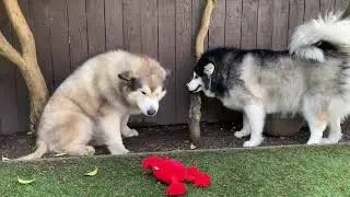When your dogs fall out.....