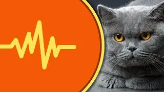 British Shorthair Cat Meowing Sound Effects