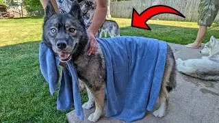 This Super Absorbent Dog Towel Is GREAT for After Swimming!