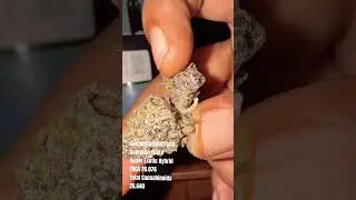 California Gold Farm Scorpion Tears THCA Flower Canna Close Up