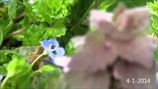 Birdseye Speedwell
