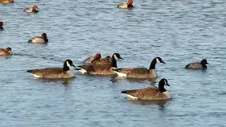 Large RedHead Duck Flock Swimming