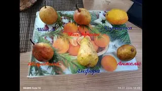 Огляд зимових сортів груш станом на 4 січня 2026 року