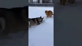 Dog Pushes Snow, Cat Not Amused 😼❄️#funnypets #cat