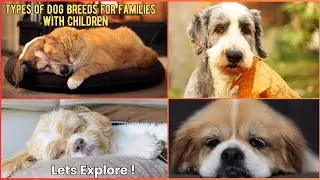 Types of Dog Breeds for Families with Children|V206 | Dogs | Dog | Cute Dog | Canine | Puppy | Breed