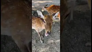 Flying to Japan just to play with some deer #Japan #narapark #deer
